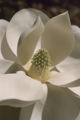 Magnolia grandiflora – Southern Magnolia