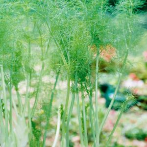 Foeniculum vulgare – Fennel Fine Art Print