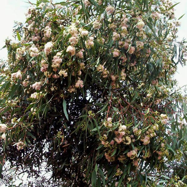 Eucalyptus calycogona – Gooseberry Mallee seed x200 - Image 4