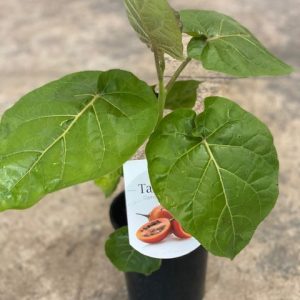 TAMARILLO RED 140MM
