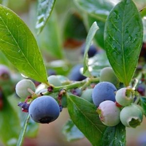 BLUEBERRY SUNSHINE BLUE 140MM