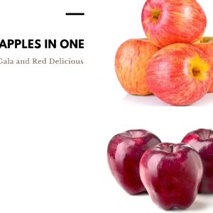 APPLE 2 WAY GALA / RED DELICIOUS 300mm