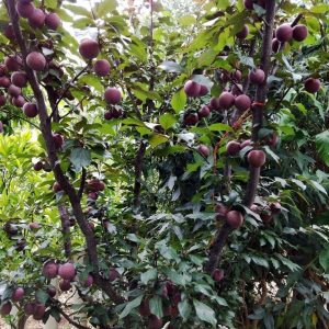 PLUM A-OKAY DWARF