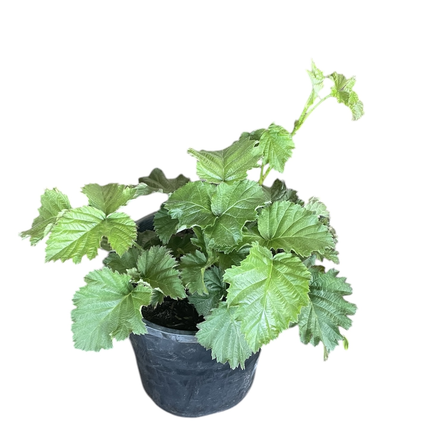 Boysenberry 140mm - Image 2