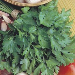 PARSLEY ITALIAN
