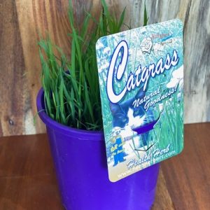 CAT GRASS 100MM