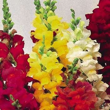 Antirrhinum majus cv – Snapdragon Panorama Mix seeds x200 - Image 4