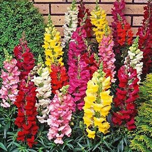 Antirrhinum majus cv – Snapdragon Panorama Mix seeds x200