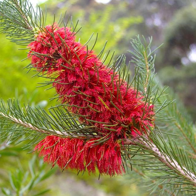 Calothamnus quadrifidus – Crimson Netbush/Cluster Netbush seed x 2 grams – 12,000 seeds approx. (bulk) - Image 3