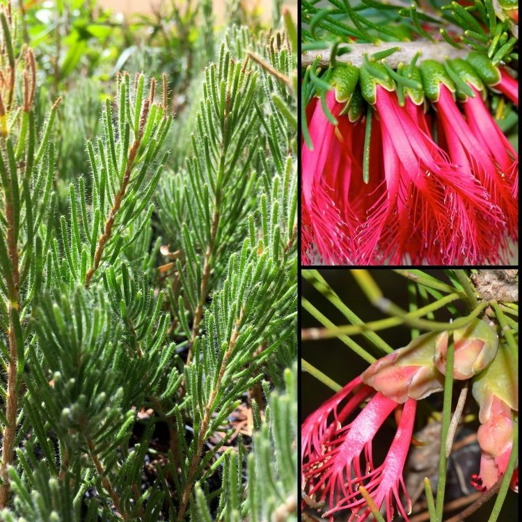 Calothamnus quadrifidus – Crimson Netbush/Cluster Netbush seed x 2 grams – 12,000 seeds approx. (bulk) - Image 2