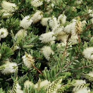 Callistemon citrinus ‘White Anzac’ Bottlebrush