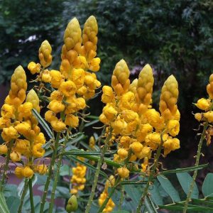 Cassia alata – Candlestick Cassia seed x25