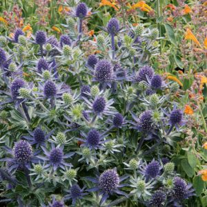 Eryngium planum cv Deep Blue – Sea Holly seed x100