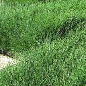Festuca ovina – Green Fescue seeds x200