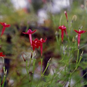 Ipomoea quamoclit – Cypress Vine Fine Art Print
