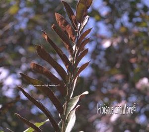 Acrostichum danaeifolium – Swamp Leather Fern Spores. Fine Art Print.