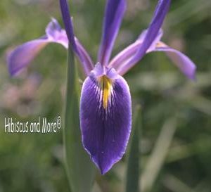Iris hexagona – Blue Flag Iris. Fine Art Print