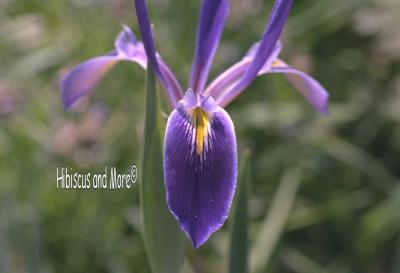 Iris hexagona – Blue Flag Iris. Fine Art Print - Image 2
