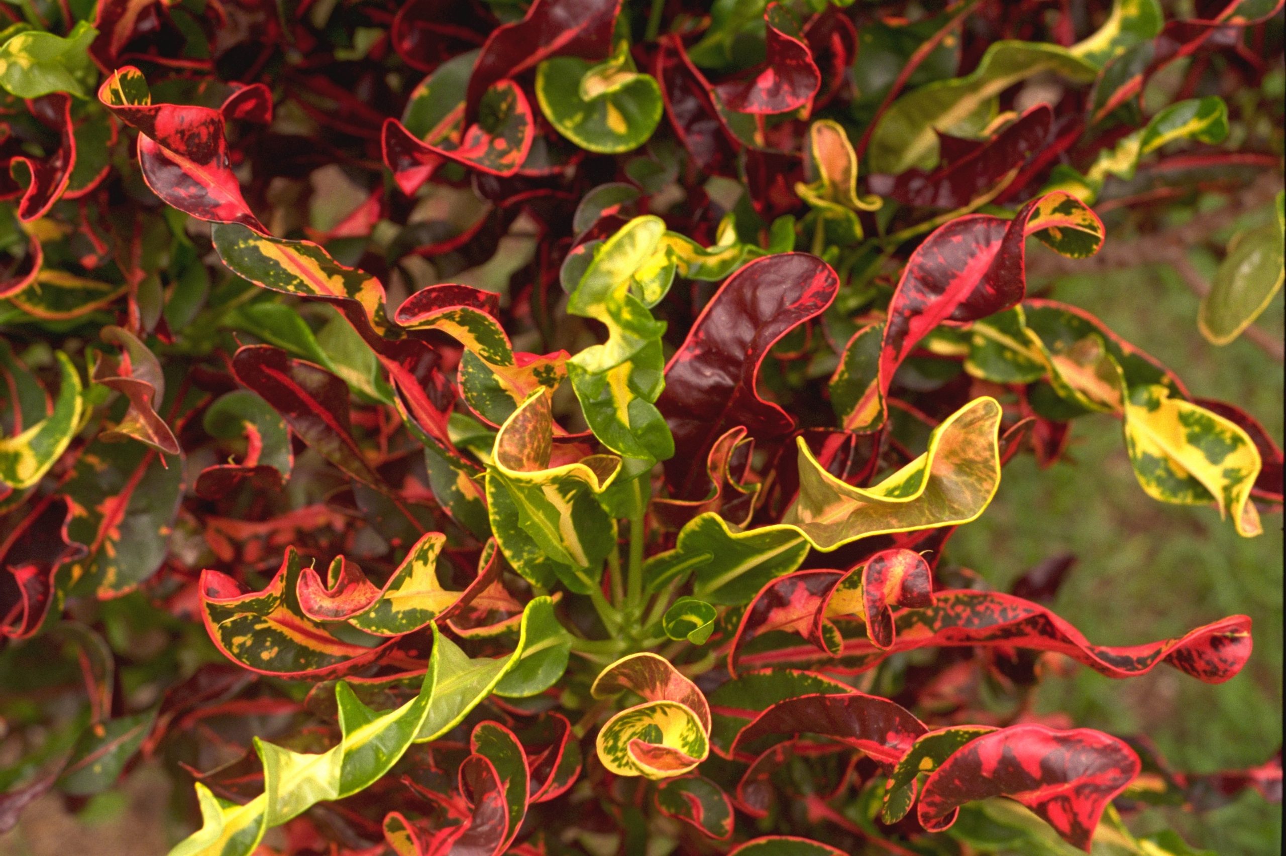 Codiaeum variegatum var. pictum – Croton Fine Art Print