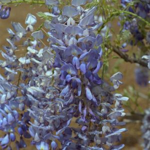 Wisteria floribunda – Japanese Wisteria Vine Fine Art Print