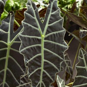 Alocasia X amazonica – Amazon Elephant’s Ear Fine Art Print