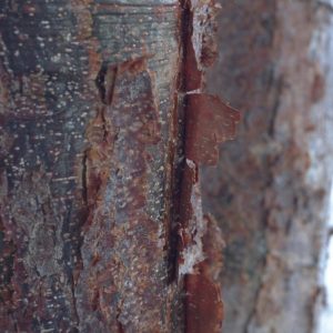 Bursera simaruba – Gumbo Limbo, Tourist Tree Fine Art Print