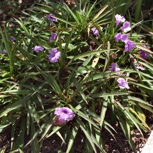 Ruellia brittoniana ‘Katie’ – Mexican Bluebell Fine Art Print