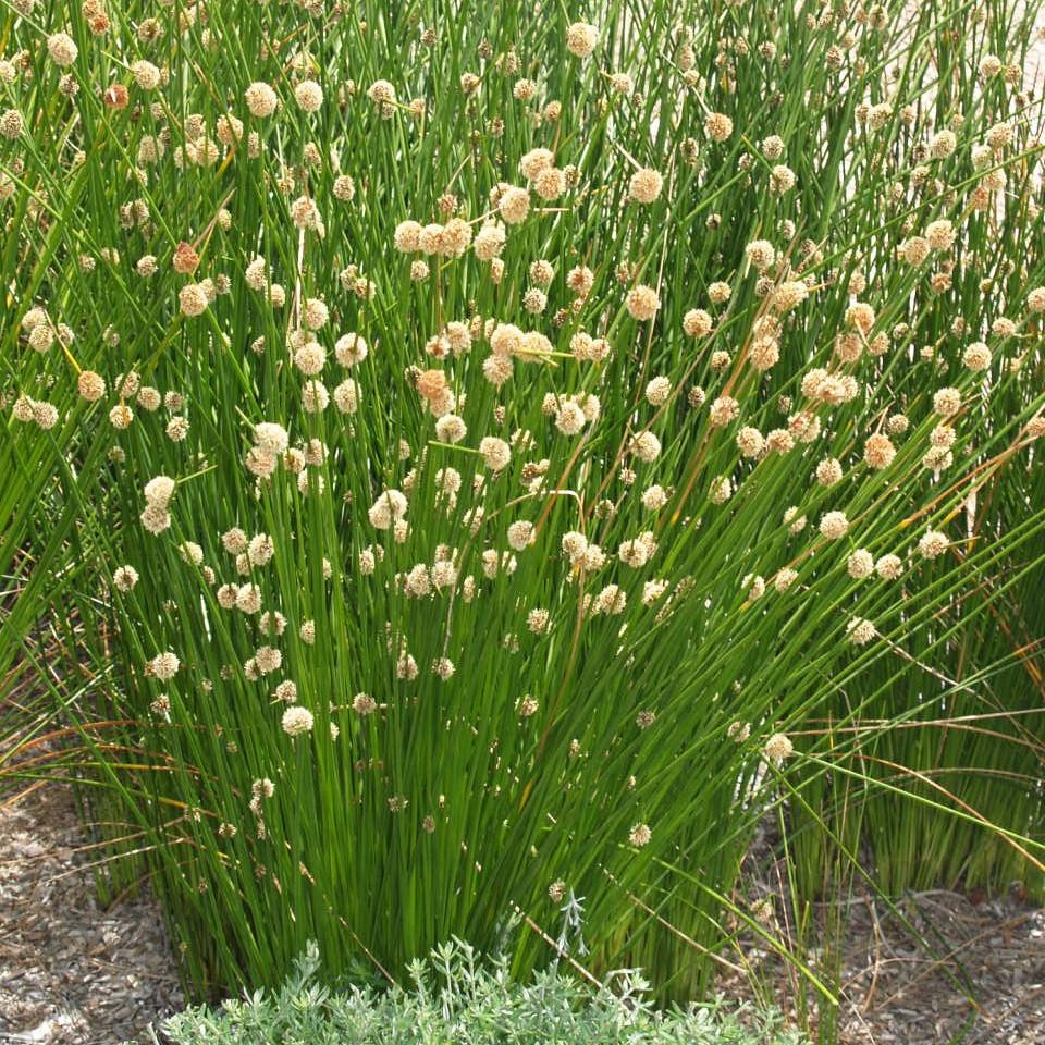 Isolepis nodosa – Knotty or Knobby Club Rush seeds X 200 - Image 2