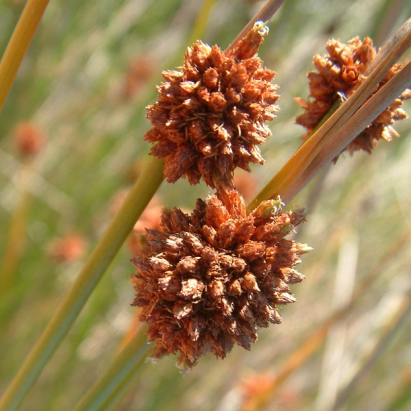 Isolepis nodosa – Knotty or Knobby Club Rush seeds X 200 - Image 3