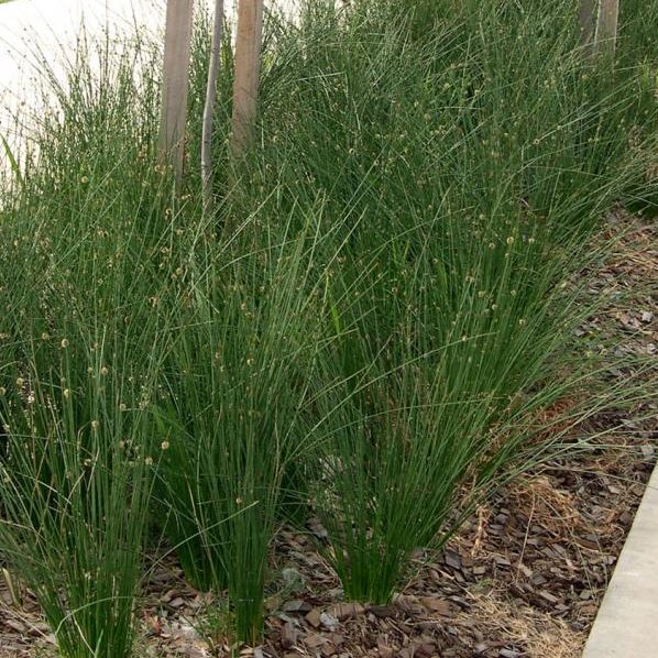 Isolepis nodosa – Knotty or Knobby Club Rush seeds X 200 - Image 4