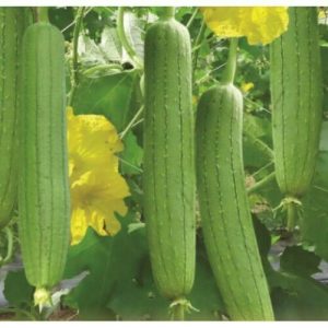 Loofa, Lufa – Luffa cylindrica – Organic seeds x 20