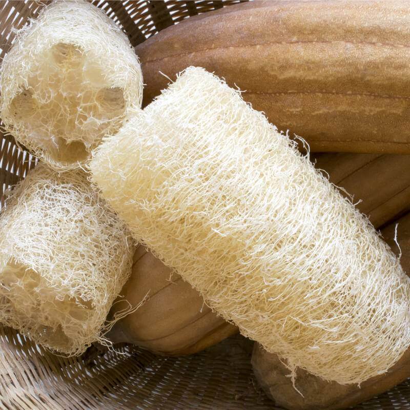 Loofa, Lufa – Luffa cylindrica – Organic seeds x 20 - Image 3