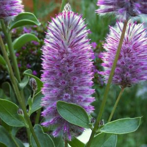 Ptilotus exaltatus – Pink Mulla Mulla seeds x 35