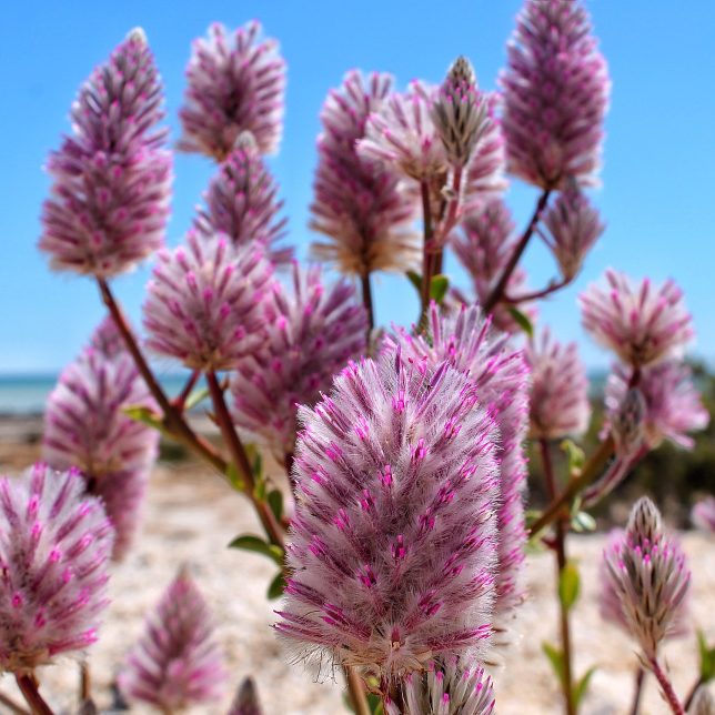 Ptilotus exaltatus – Pink Mulla Mulla seeds x 35 - Image 4