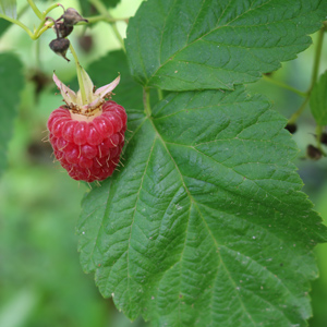 Boyne Raspberry