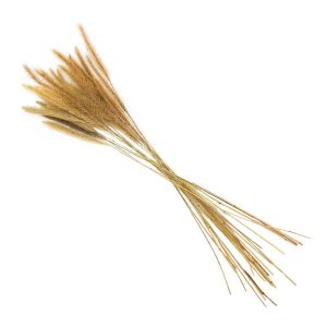 Dried Dog’s Tail Bouquet