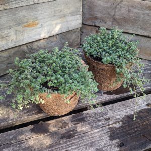 Thyme – Thymus pseudolanuginosus ‘Woolly’