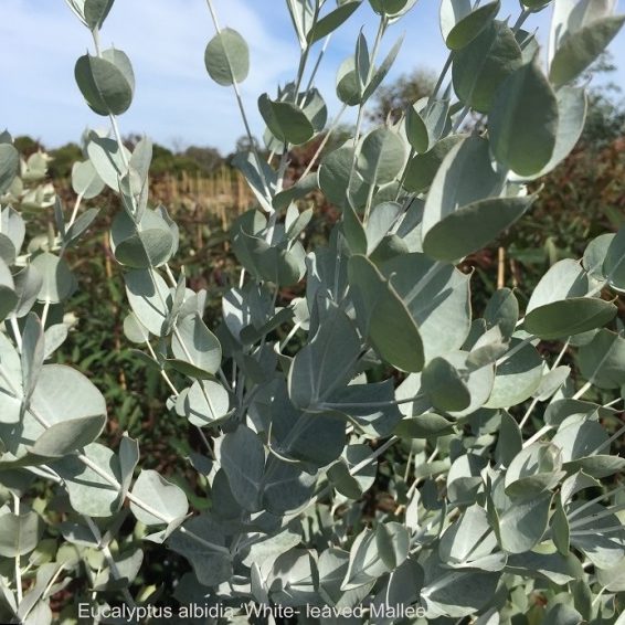 Eucalyptus albida – White-Leaved Mallee seed x 200 - Image 4