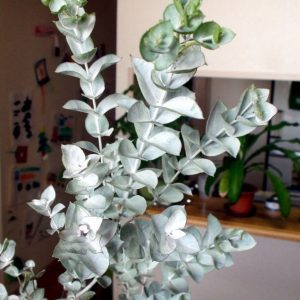 Eucalyptus albida – White-Leaved Mallee seed x 200