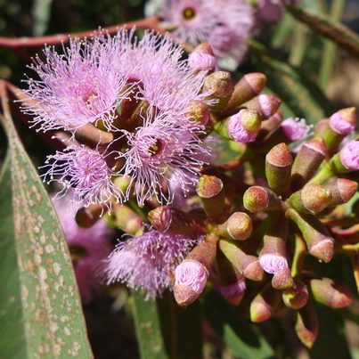 Eucalyptus calycogona – Gooseberry Mallee seed x200
