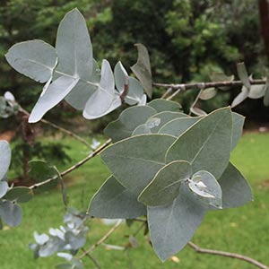Eucalyptus cinerea – Argyle Apple seed x 2 grams approx. 2000 (bulk) - Image 3