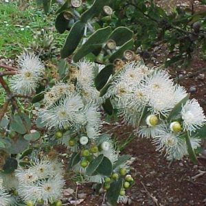 Eucalyptus cinerea – Argyle Apple seed x 2 grams approx. 2000 (bulk)
