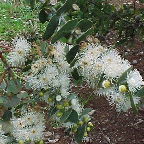 Eucalyptus cinerea – Argyle Apple seed x 2 grams approx. 2000 (bulk) - Image 2