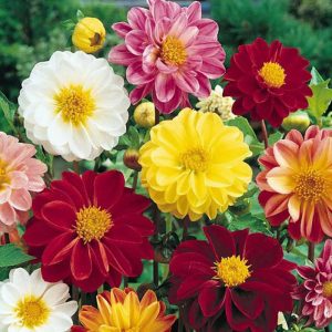 Dahlia variabilis cv – Dahlia Unwins Bedding Mix seed x100