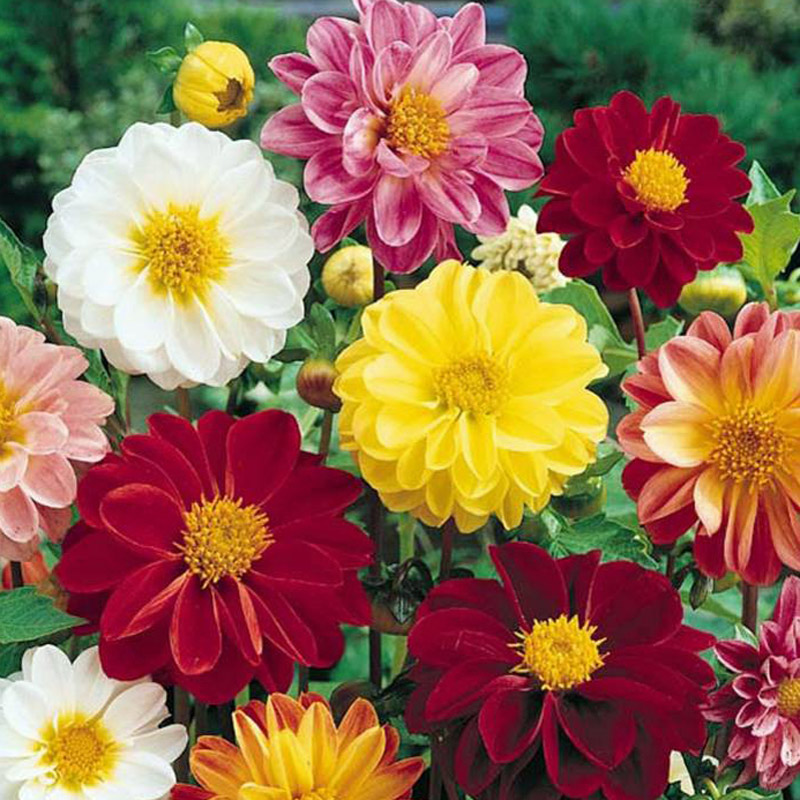 Dahlia variabilis cv – Dahlia Unwins Bedding Mix seed x100 - Image 2