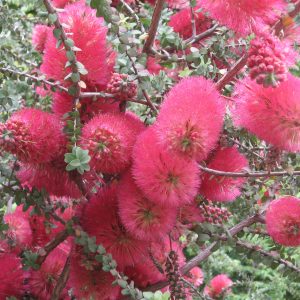 Melaleuca elliptica – Granite Honey-Myrtle seeds X 200
