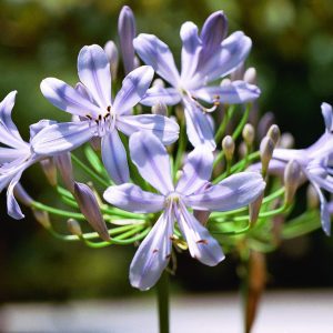 Agapanthus africanus ‘Queen Anne’ – Queen Anne Lily of the Nile, African Lily Fine Art Print