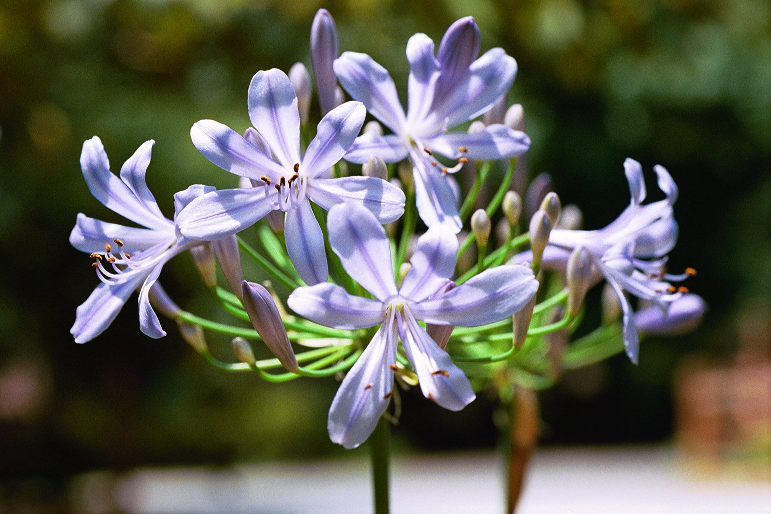 Agapanthus africanus ‘Queen Anne’ – Queen Anne Lily of the Nile, African Lily Fine Art Print - Image 2