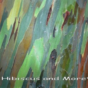Eucalyptus deglupta – Mindanao Gum Fine Art Print.