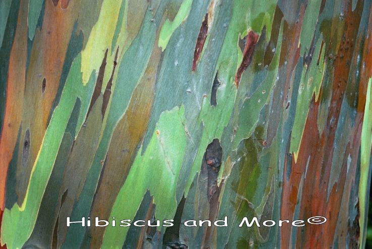 Eucalyptus deglupta – Mindanao Gum Fine Art Print.